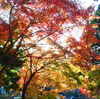 【紅葉】北鎌倉～源氏山公園