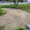 やっとの芝刈り