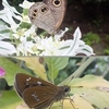 雨あがりの庭の虫たち