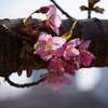 河津桜がやっと咲きました（後編）