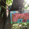 イヌシデは「犬四手」。シラカバは「白樺」。ソメイヨシノは「染井吉野」。クヌギは「櫟」。