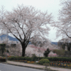 沼田公園の桜（２）