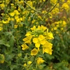 山の激しい天気の変化に花達もとまどっているようです