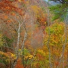 続、日本ヶ塚山、紅葉の尾根を歩きます