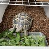 ヒガシヘルマンリクガメ～避暑から戻りました