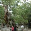 クスノキ鬼
