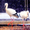 野田市江川地区のコウノトリ