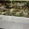 京都水族館　その1