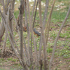 動物園裏の鳥（２０２０　０４１９）その４(その他）