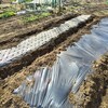 立てた畝にマルチを張る