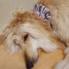 犬未経験者が飼育する大型犬：アフガンハウンドとの暮らし