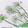 Agapanthus