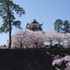 菱櫓の満開桜