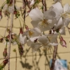 しだれ桜