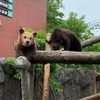 クマ地獄 (6/7)