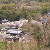 島の山寺が満開のサクラに包まれていました。 ここは棚田と農村歌舞伎の小豆島中山地区（笑み）