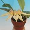 Bulbophyllum annandalei Yellow Type 