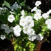 夏庭すっきりの絶対条件★鉢植えのボタンクサギ