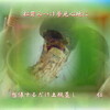 『　松茸みつけ夢見心地に　想像するだけ土瓶蒸し　』都都逸で交心ｖｍ１００６