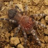 Acanthoscurria geniculata サンタレム ピンクヘアードバードイーター