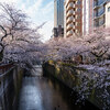 目黒川の桜