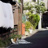光りと影の国の君たち。
