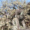 【京都】『北野天満宮』に梅を見に行ってきました。　曲水の宴 