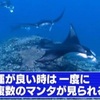 世界で大注目のダイビングスポット・石垣島で巨大マンタと出会う旅！