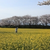 奈良「藤原宮跡・奈良奥山ドライブウェイ」桜　2024