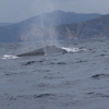 ホエールスイム 奄美大島 瀬戸内町古仁屋のおススメ民宿情報、予約方法など