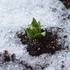 雪とベランダの植物