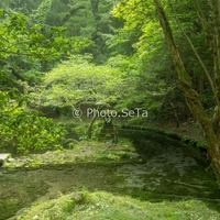 山吹水源で緑と湧水を撮る｜三脚を忘れて後悔した5秒露光