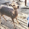 🗾 奈良《ならまち・奈良公園》