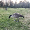 バンクーバーにいる野生動物たち