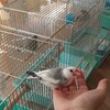 今日の放鳥③ 換羽中だから