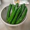 【採って作って食べる】キュウリジュースがまずいかと思いきや！？