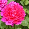 「軽井沢レイクガーデン・バラの花」ソフィーズローズ～写真と短歌で綴る世界文化紀行
