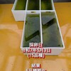 17回目採卵分(令和7年5月17日確認)