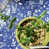 🌵多肉植物  秋の植え替え作業⑮🌵