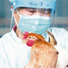 香港の研究チームが家禽市場がH7N9鳥インフルエンザウイルスの発生源と特定