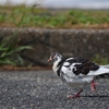 白黒の鳩と仲良し夫婦