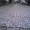  雪