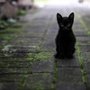 黒猫が不吉とされている理由は？