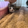 一晩だけの預かりです。
