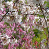 佐久間ダム　桜の季節行った。