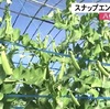スナップエンドウ収穫最盛期（熊本）