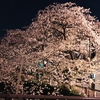 むかちん、目黒川の桜！