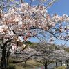 桜満開ですねー