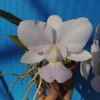    Cattleya walkeriana f.coerulea select  