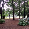 【代々木公園】雨上がりの紫陽花